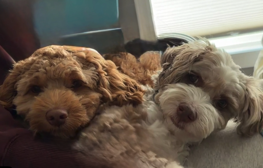 Kelly Frye's two Australian Labradoodles from Blessed Day Doodles